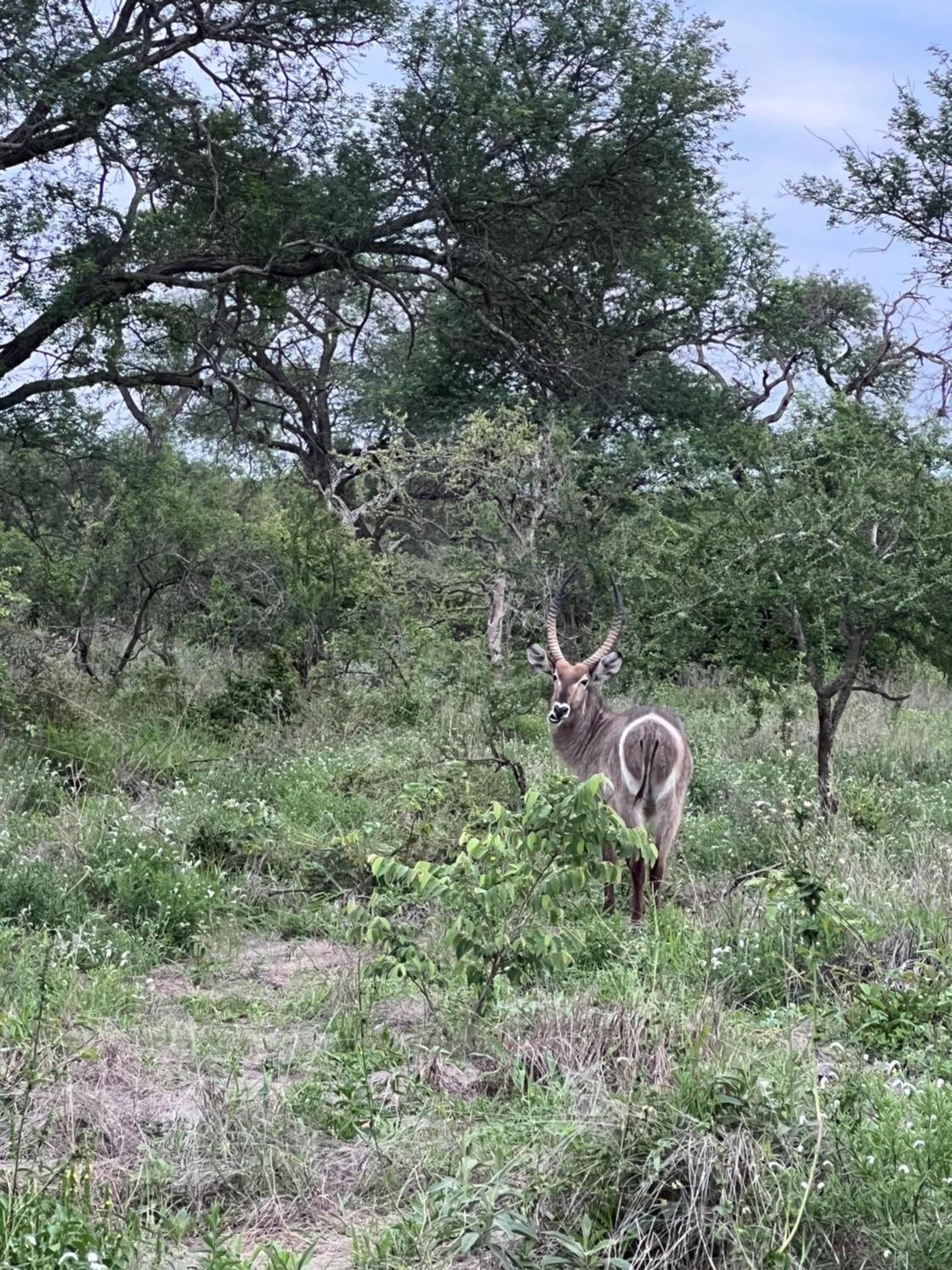 Willa The Bush Hut Hoedspruit Zewnętrze zdjęcie